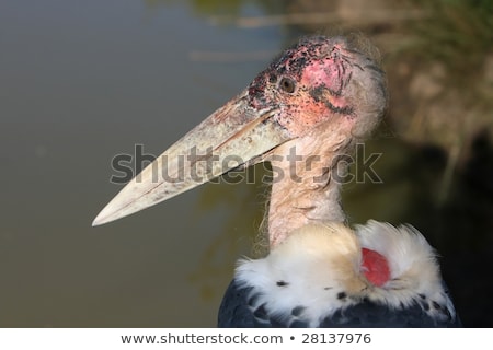 Foto d'archivio: Marabou Storks Standing Next To The Water