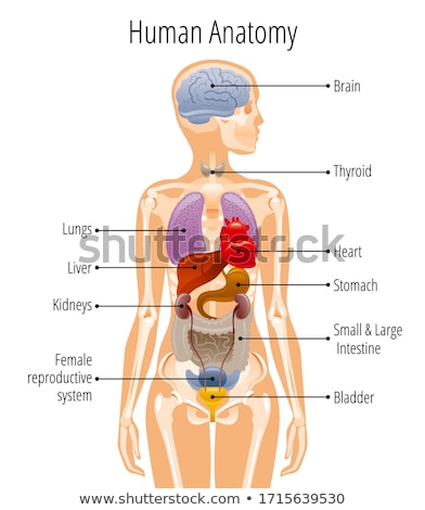 Woman internal organs infographic. Human body anatomy, lungs, kidneys,  heart, brain, liver and female reproductive vector illustration set.  Educational poster for medicine and biology Stock Vector