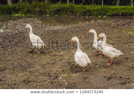 [[stock_photo]]: Geese Walk Through Mud And Semidark In The Village