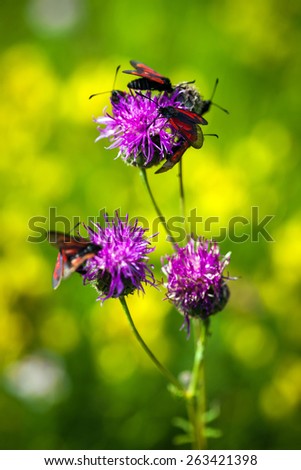 Red Butterfly On Pinlk Thistle Carduus Defloratus On Green Mea Stock foto © Pixachi