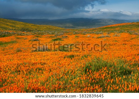 Stockfoto: Mojave Desert Bloom