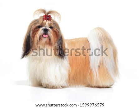Foto stock: Tibetan Lhasa Apso Small Canine Dog Breed Furry Animal Creature