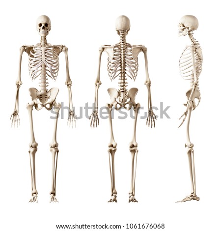 Stock photo: 3d Medical Illustration Of The Human Skeleton