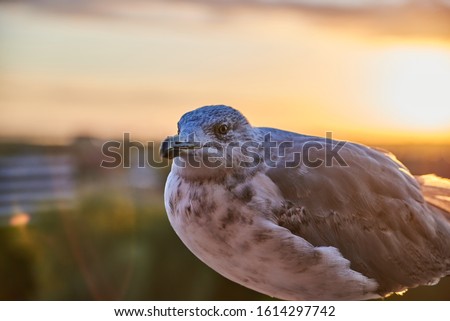 Stock photo: Bird