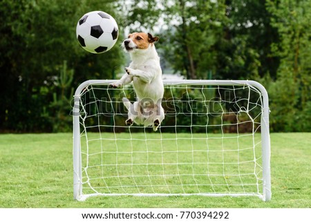 Stockfoto: Soccer Football Dog