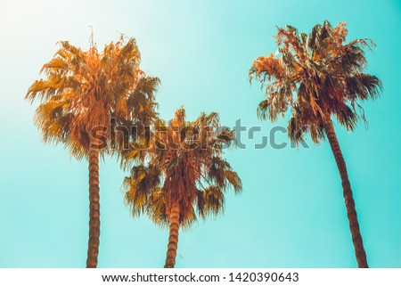 Stock foto: Palm Trees On The Beach In Summer In Barcelona Nature And Travel