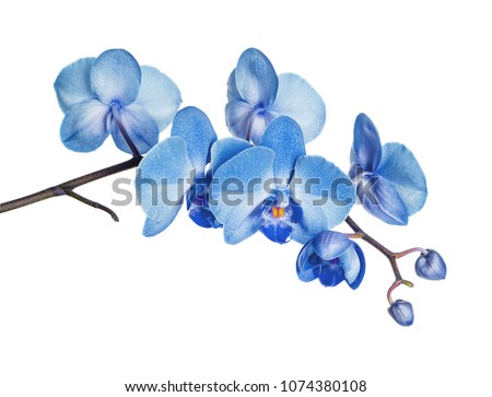 Orchid On Blue ストックフォト © Epitavi