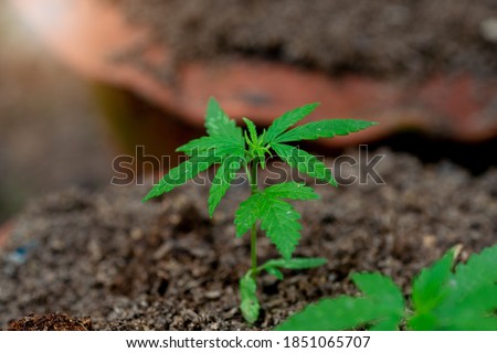 Stok fotoğraf: Marijuana