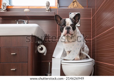 Stockfoto: Dog On Toilet Seat And Paper Rolls