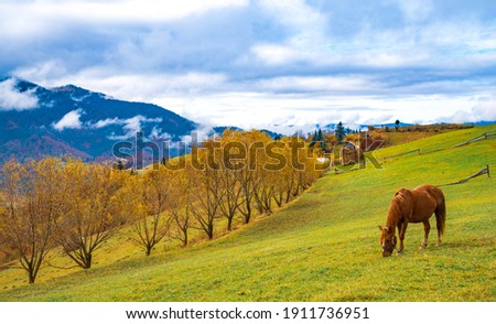 Stok fotoğraf: Horse In The Carpathian Mountains