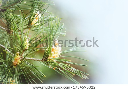 Stock photo: Decorative Border Of Green Young Conifer Shoots With Copy Space On White Wooden Table Background