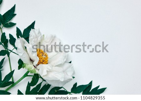 Corner Frame Made Of White Peony And Green Leaves Isolated On White Stockfoto © artjazz