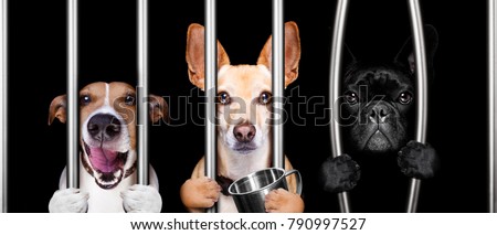 Zdjęcia stock: Dog Behind Bars In Jail Prison