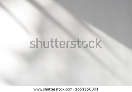 Foto d'archivio: Shadows Overlay Effects Mock Up Window Frame And Leaf Of Plants Natural Light Vector Illustration