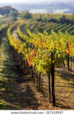 ストックフォト: View Of Autumnal Vineyards Near Jetzelsdorf Lower Austria Aust