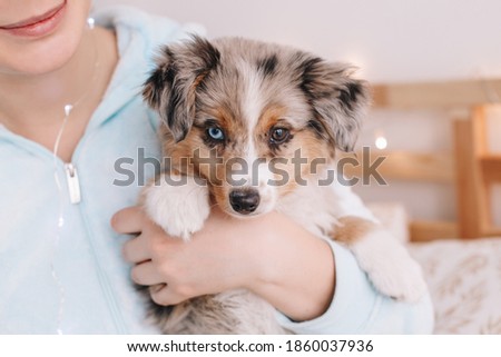 Stock photo: Puppy Australian Shepherd