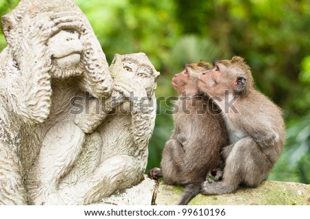 [[stock_photo]]: Long Tailed Macaques Macaca Fascicularis In Sacred Monkey Forest Ubud Indonesia