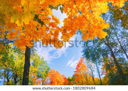 Foto stock: Branches Of Beautiful Autumn Maple