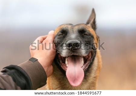 Foto stock: Dogs In Love