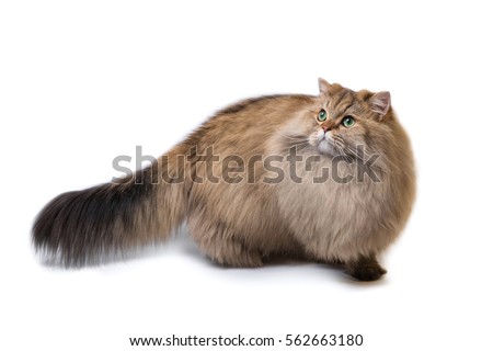 ストックフォト: Adorable Golden British Longhair Cat Kitten Isolated On White Background