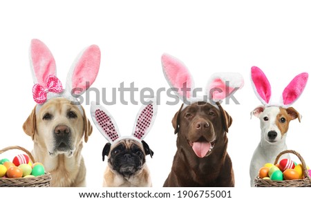 ストックフォト: Easter Bunny Dog