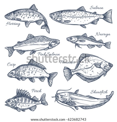 [[stock_photo]]: Hand Drawn Vector Fish Fish And Seafood Products Store Poster Sea Food Fishery And Ocean Fishing C