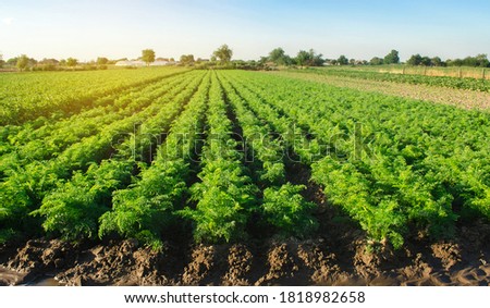 Zdjęcia stock: Watering Plantation Landscape Of Green Carrot And Potato Bushes Growing Food On The Farm Growing C