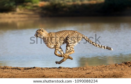 Stock photo: Cheetah Acinonyx Jubatus Big Cat