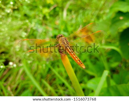 Foto stock: Close Up Shoot Of A Anisoptera Dragonfly