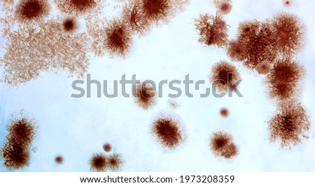 Foto stock: White Blood Cell