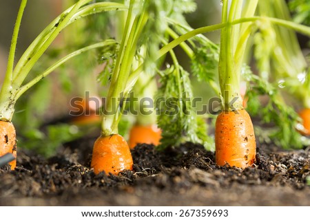 Stock photo: Carrots Growing In Soil