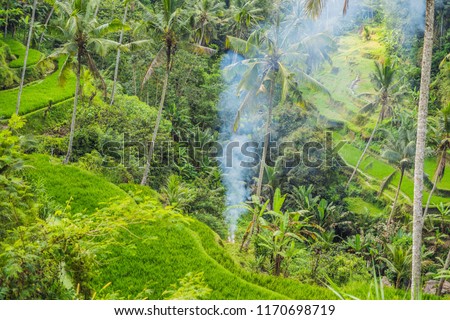 Stok fotoğraf: Fire On The Field Beautiful Rice Terraces Well Watered Volcanic Slopes Ubud Bali