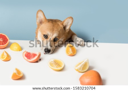 Foto d'archivio: Hungry Dog With Vegan Healthy Fruit