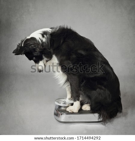 Stock photo: Dog On Scale