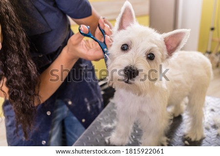 [[stock_photo]]: Hairdresser Groomer Dog