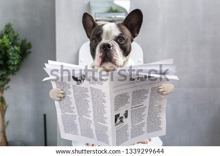 Foto stock: Dog On Toilet Seat Reading Newspaper