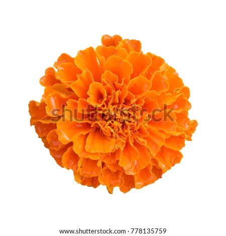 Stok fotoğraf: Marigold Flower Closeup Of Nature