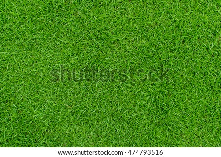 Stock photo: Green Grass Background