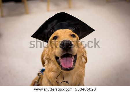 ストックフォト: Graduate Dog