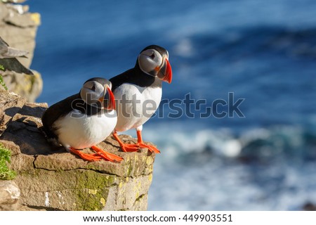 Foto stock: Puffin On Standing On Rock Iceland
