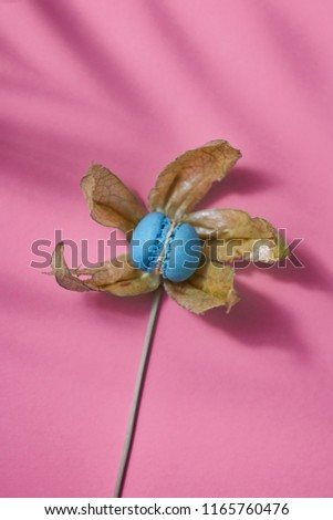 Blue Homemade Macaroon Cake With Petals Physalis In The Form Of Flower On A Duotone Pastel Paper Bac Stockfoto © artjazz