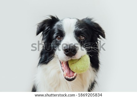 Stockfoto: Tennis Dog With Owner And Ball