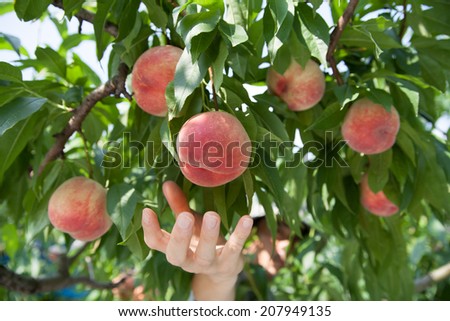 [[stock_photo]]: Farmer Picking Apricot Fruit In Orchard