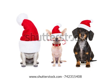 Stock foto: Christmas Dog In A Red Santa Boot