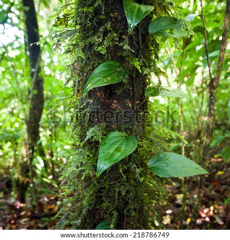 Stock photo: Wild Orchid Flower Growing In Deep Mossy Tropical Rain Forest