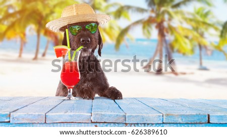 ストックフォト: Dog Summer Beach Cocktail