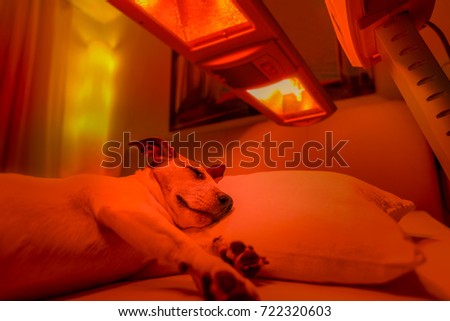 Сток-фото: Red Light Therapy Dog