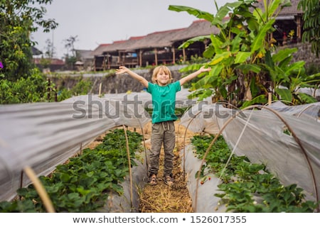 Stock photo: Strawberry Plantation In Bali In The Bedugul Area Happy Cute Kid Boy Picking And Eating Strawberrie