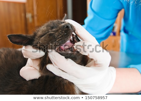 Zdjęcia stock: Veterinary Examining A Cat