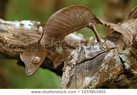 Stockfoto: Uroplatus Phantasticus Satanic Leaf Tailed Gecko